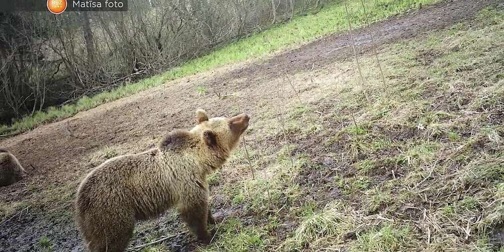 "Я даже представить себе не мог, что медведи такие большие!": житель Видземе рассказал о необычной встрече с лесным зверем