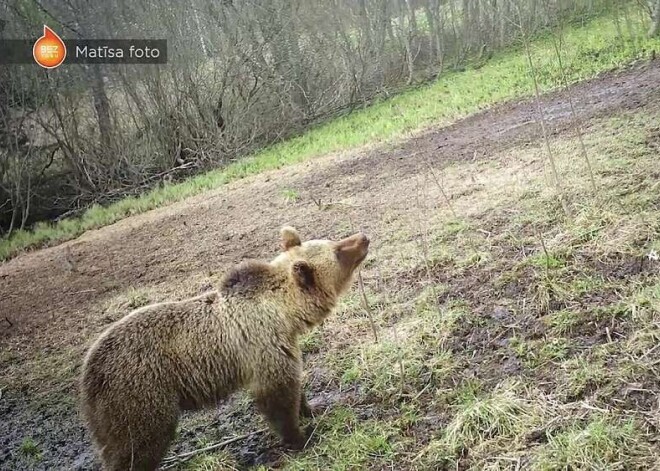 "Я даже представить себе не мог, что медведи такие большие!": житель Видземе рассказал о необычной встрече с лесным зверем