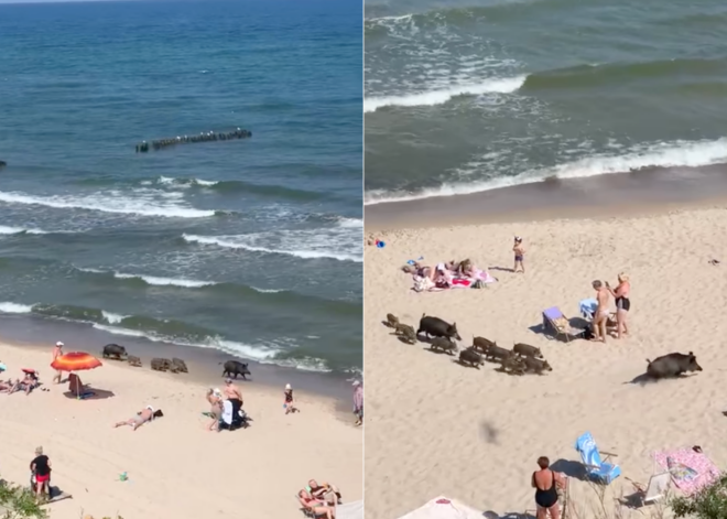 ВИДЕО: семья кабанов шокировала отдыхающих на Балтийском море