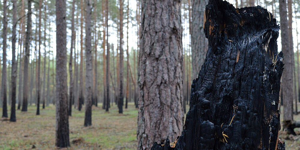 Latvijā apmēram 12% meža ugunsgrēku ir saistīti ar ļaunprātīgu rīcību, atzīst Valsts meža dienests