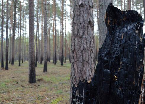 Latvijā apmēram 12% meža ugunsgrēku ir saistīti ar ļaunprātīgu rīcību, atzīst Valsts meža dienests