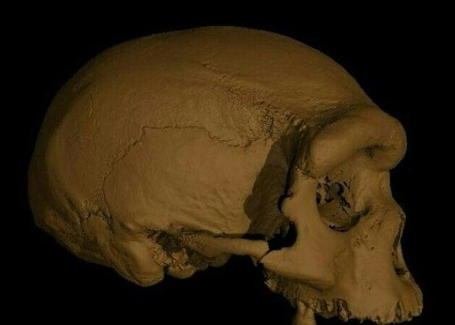 Zinātnieki Ķīnā atklājuši Pūķa cilvēka galvaskausu