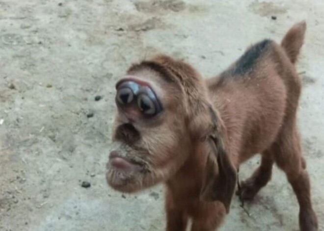 Чудо-юдо: в Египте родился козленок с мордой обезьяны