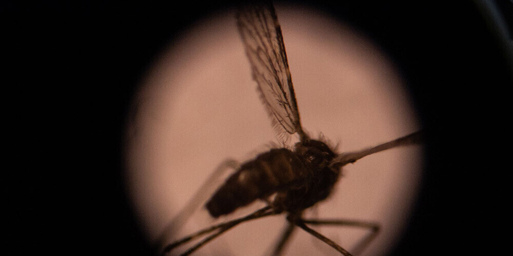 Pēc 70 gadu pūliņiem Ķīna pasludināta par brīvu no malārijas