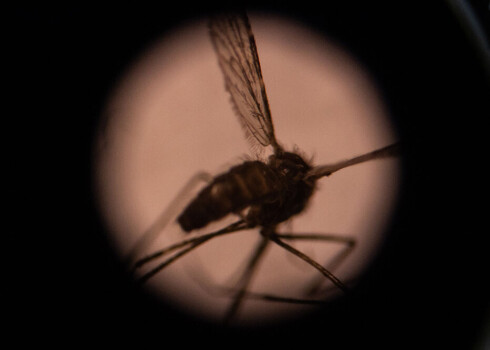 Pēc 70 gadu pūliņiem Ķīna pasludināta par brīvu no malārijas