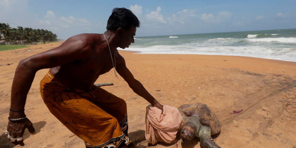 Nožēlojams skats Šrilankas pludmalēs: tur mētājas beigtu delfīnu, vaļu un bruņurupuču ķermeņi [Brīdinām, nepatīkami skati!]