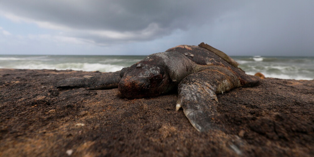 Сотни трупов морских животных у берегов Шри-Ланки: последствия затонувшего контейнеровоза с химикатами