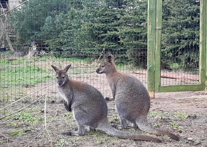 Liepājas pusē no mini zoodārza izmucis valabijs