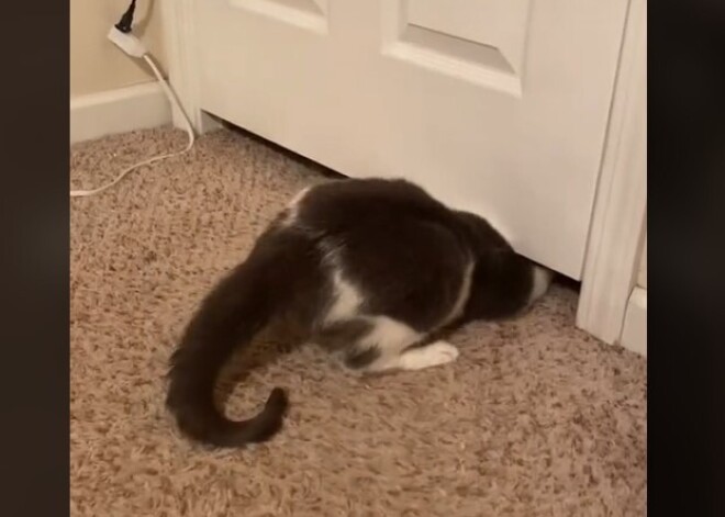 Невероятно! Кошка пролезла в невероятно узкую щель, доказав, что "коты — это жидкость"