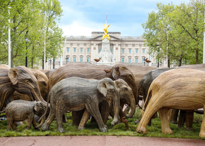 FOTO: 60 dabiska izmēra ziloņi Londonas parkos