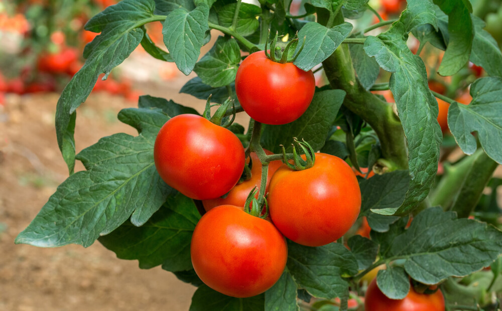 Tomāti var novīst ne tikai tad, ja ir par sausu, bet arī, ja ir pārlaistīti