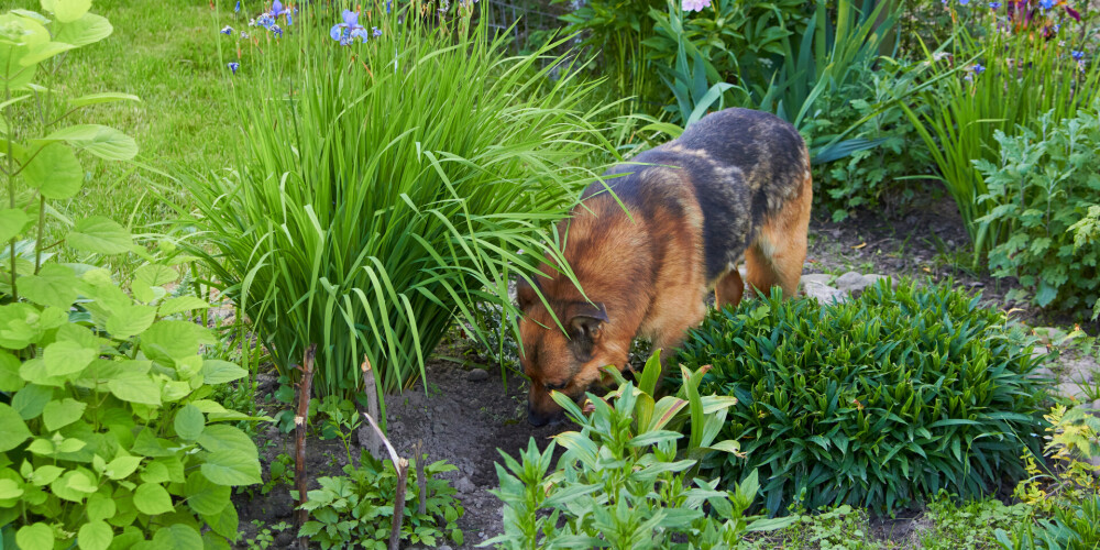 Suns rok dārzu, noguļ puķes, nočurā krūmus... Veterinārārste: "Tas ir absolūti normāli"