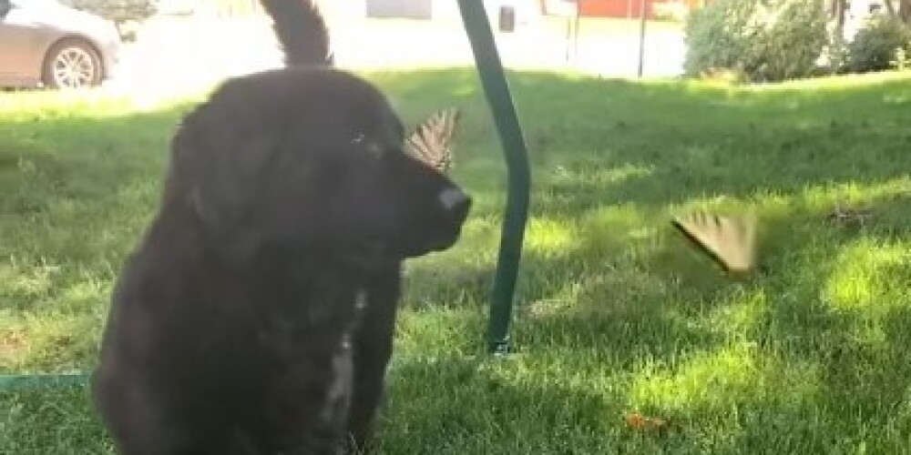 "Самое прекрасное видео в мире": ролик с собакой и бабочками набрал почти 19 млн просмотров