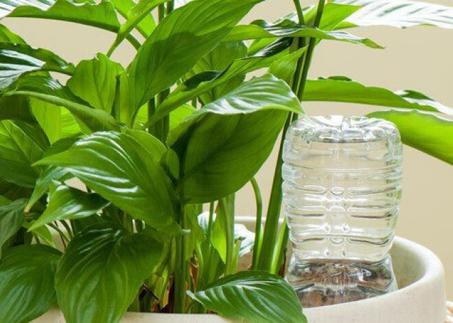 Kas laistīs istabas puķes, kamēr esi atvaļinājumā?