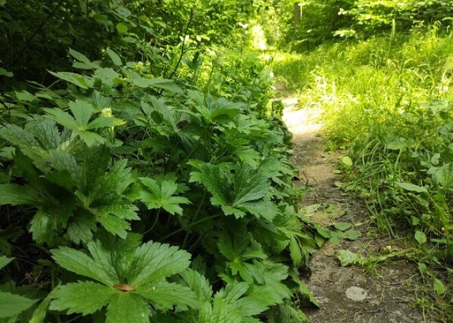 Latvijas pierobežā atrod īpaši reta un aizsargājama auga platības