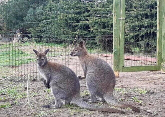 Liepājas apkārtnē jau nedēļu meklē no mini zoodārza izbēgušu valabija ķenguru Sidneju