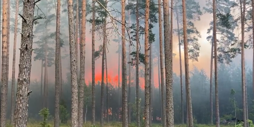 В результате лесного пожара в Гаркалне выгорела территория площадью 21 га
