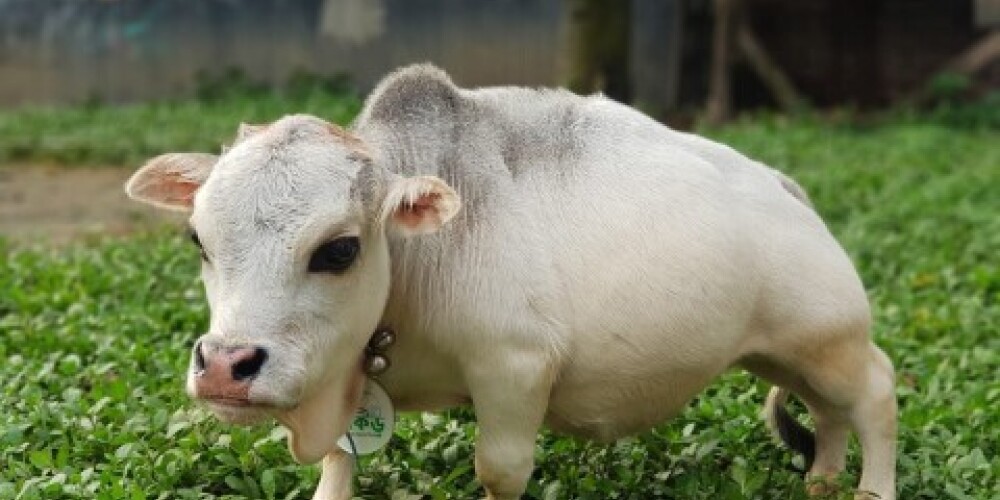 В Бангладеше обнаружили самую маленькую в мире корову