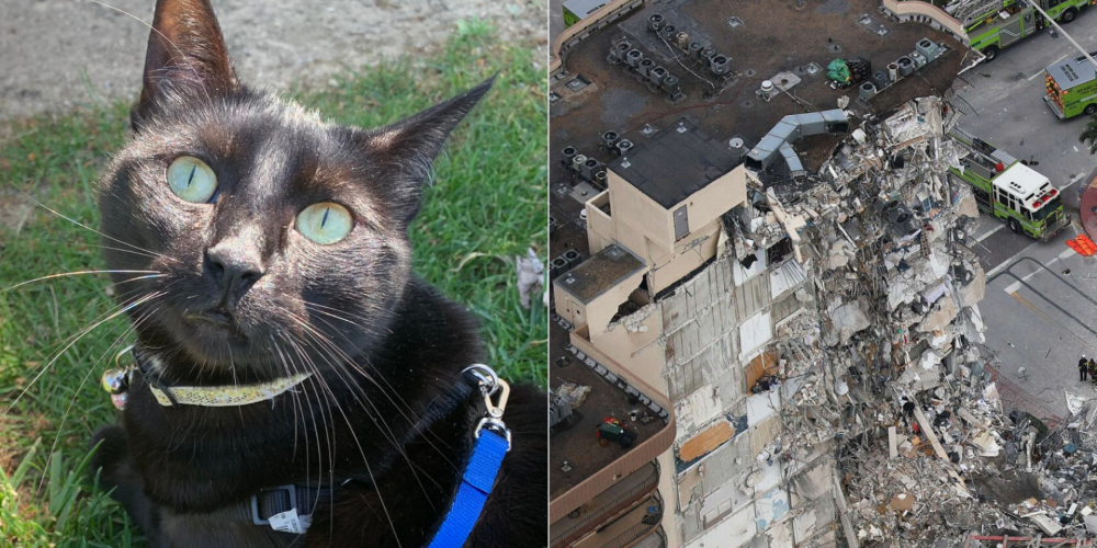 Кот по имени Бинкс, живший на девятом этаже, нашел свою семью после обрушения 12-этажного дома во Флориде