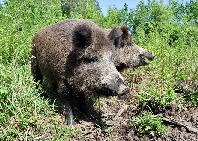 Āfrikas cūku mēris pagājušajā nedēļā Latvijā konstatēts 14 mežacūkām