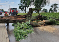 ФОТО: в Даугавпилсе ураган повалил не менее 30 деревьев
