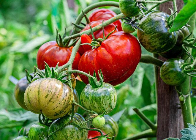 Им тоже нужна поддержка: 4 способа подвязывания помидоров на даче