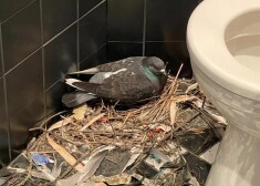 Vecrīgas centrā “Hotel Roma” tualetē ligzdo un perē baloži. Ko par to saka ornitologs?