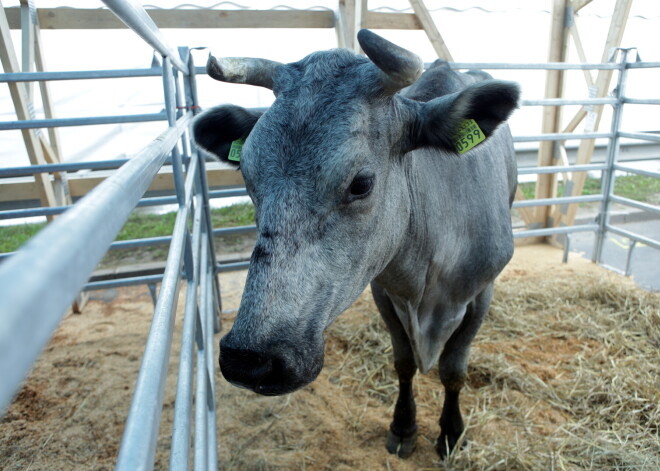 "У нас дождя не было с Лиго": сельское хозяйство страдает от засухи