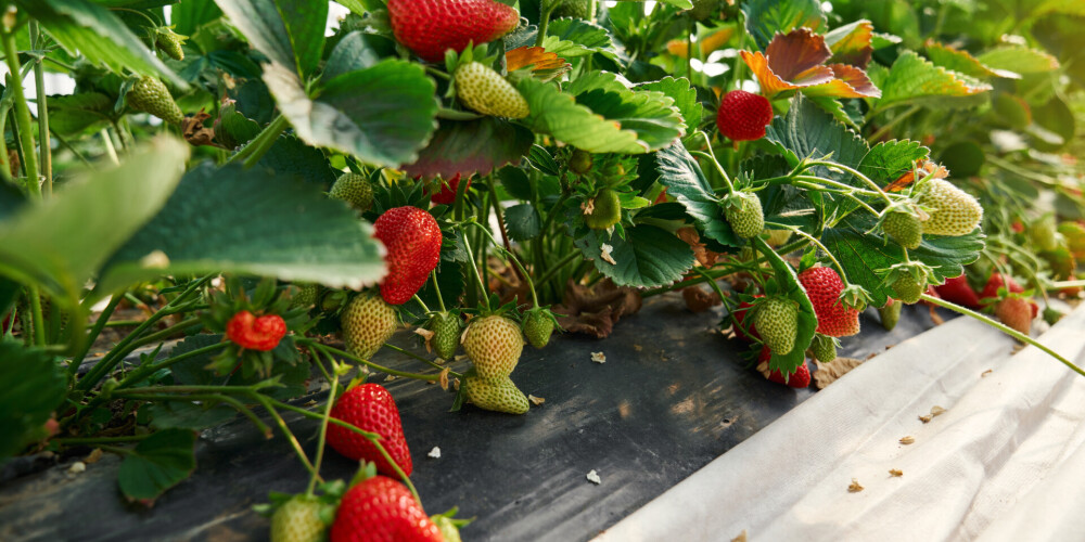 Из-за нехватки рабочей силы пропадают 60 тонн вкусных ягод