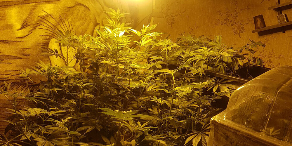 Valsts ieņēmumu dienests Latgalē atklāj marihuānas audzētavu