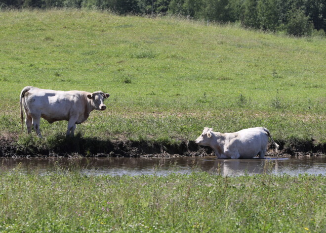 Dunduri un knišļi galē nost ganāmpulkus. Kā mājlopi un meža zvēri glābjas no nepanesamās svelmes?