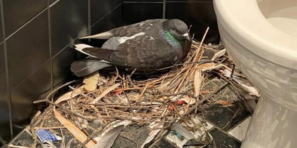В центре Старой Риги в отеле Hotel Roma голуби построили себе гнездо в туалете. Что об этом говорит орнитолог?