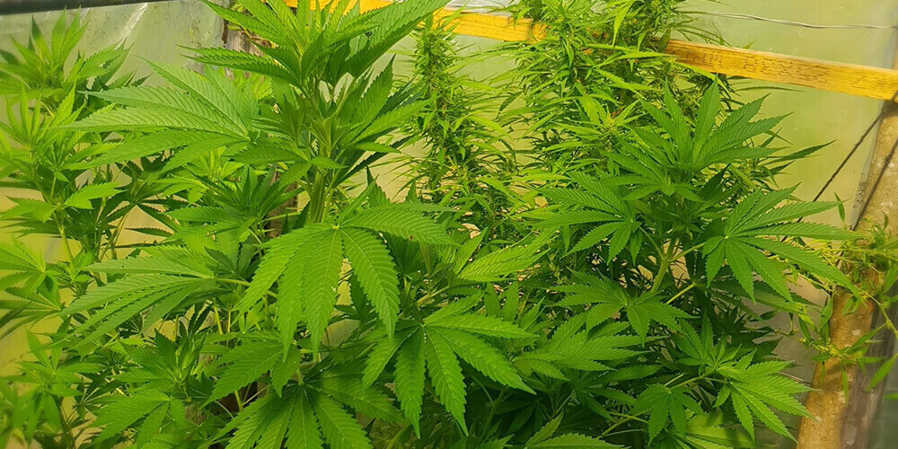 СГД в Латгалии обнаружила рассадник марихуаны