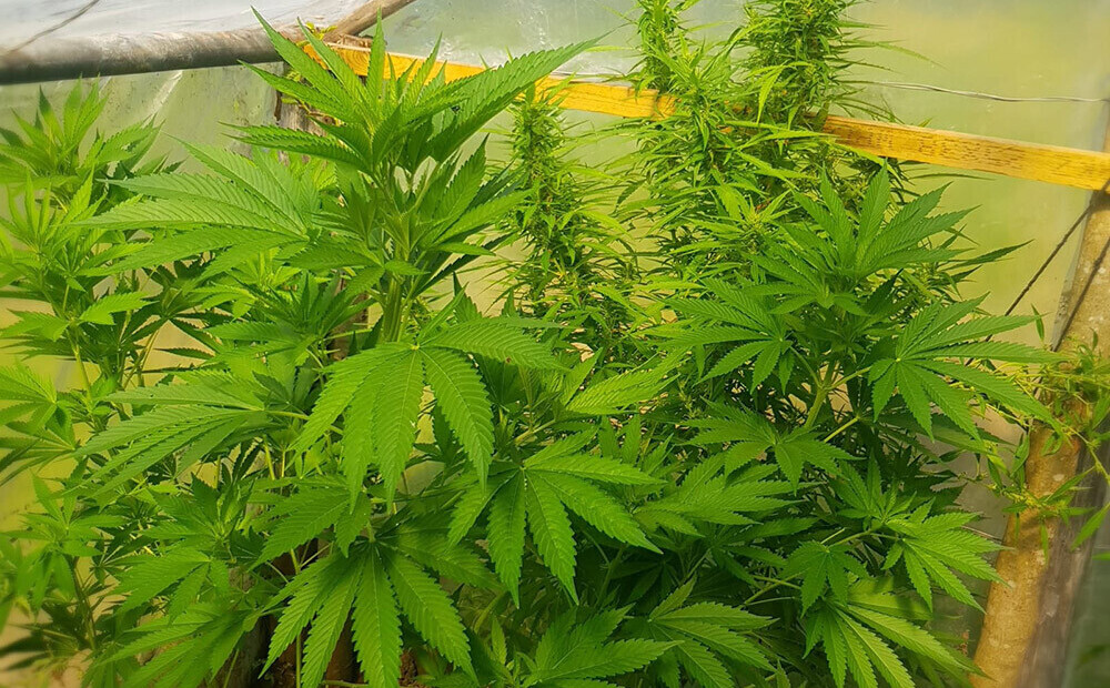за выращивание марихуаны казахстан