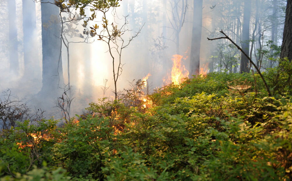 Netālu no Siguldas izcēlušies vairāki ugunsgrēki - pie dzelzceļa deg zāle, aizdedzies arī mežs