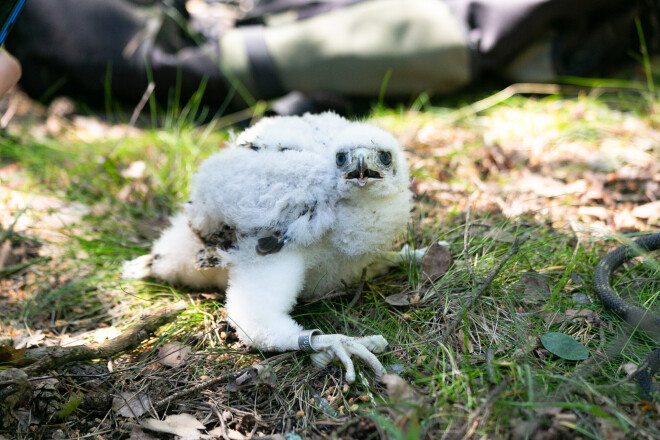  Vanadzēns ir tikai 20 dienu vecs, taču nagi jau gari un asi.