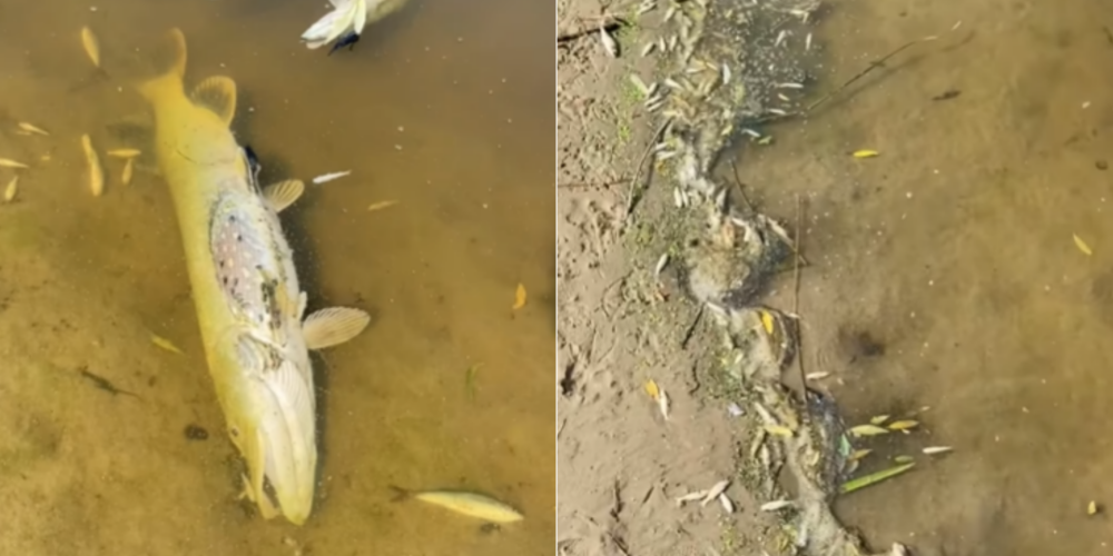 ВИДЕО: ужасающий вид! Интернет в замешательсве от увиденного в водоеме в Дрейлини