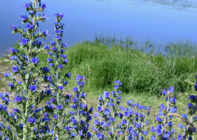 Температура воды в море - от +10 градусов на побережье в Видземе, до +25 градусов в Курземе