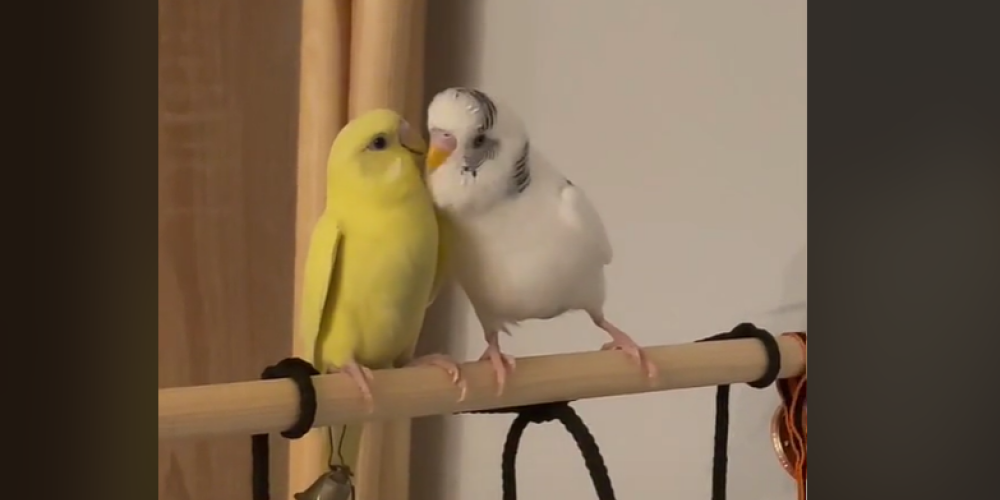 "Моя крыса": говорящий попугай оскорбил подругу на первом же свидании