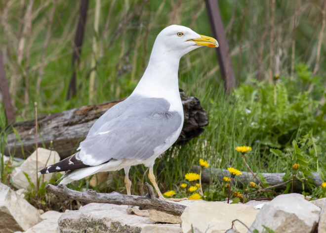 Хозяйственная деятельность Рижского порта не мешает водоплавающим птицам вить гнезда