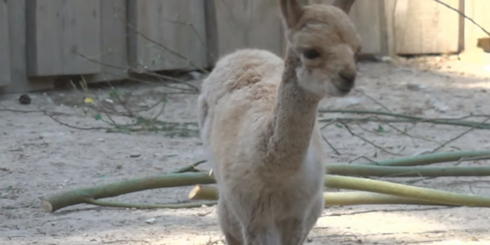 В Рижском зоопарке посетители стали свидетелями чуда: родился детеныш викуньи