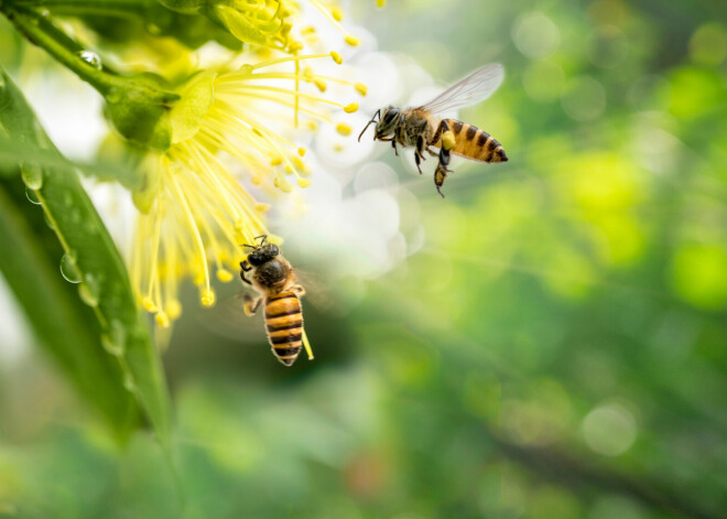 Защитить дом от насекомых помогут 5 простых средств и эффективных способов
