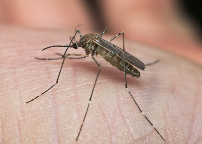 Kāpēc odi nedzeļ visiem?