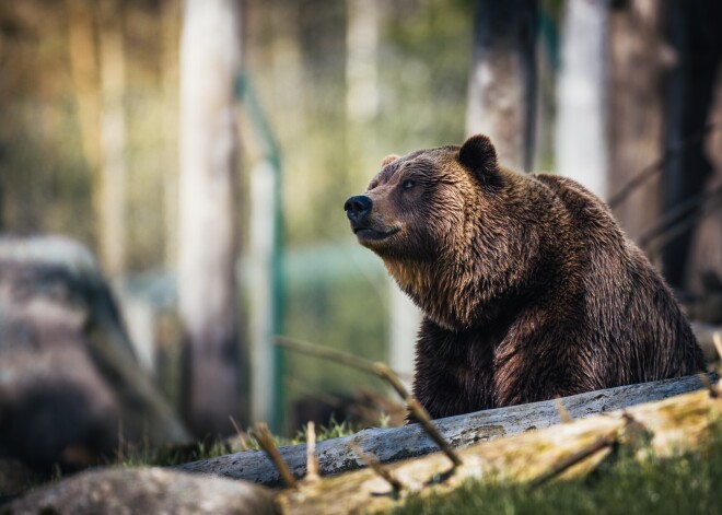 Aļaskā vīrieti savaino un veselu nedēļu terorizē lācis