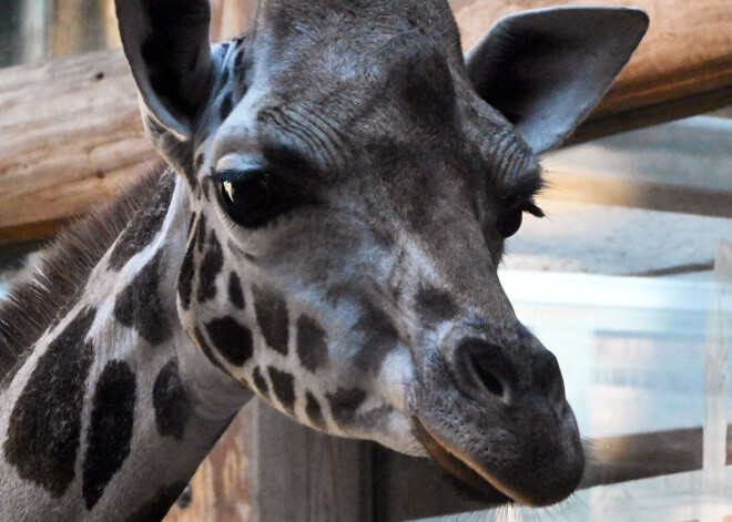 Savās jaunajās mājās - Rīgas Zoodārza Žirafu mājā ieradusies Šmidingas zoodārzā (Zoo Schmiding) Austrijā dzimusī žirafe Vakilija (Wakilia).