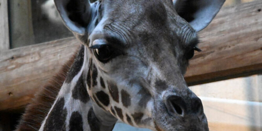 Новая обитательница Рижского зоопарка: к жирафу приехала подруга из Австрии