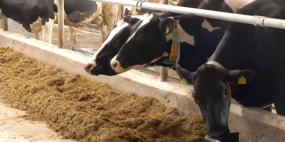 В одной из ферм в Гулбенском крае о коровах заботятся роботы