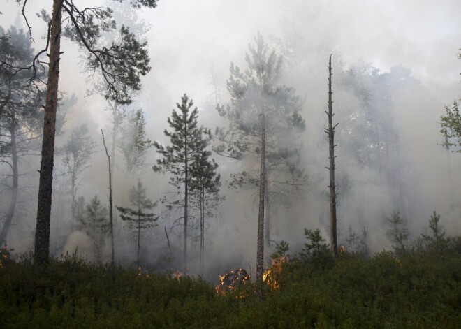 Пожар на Пеммском болоте пока не удалось ликвидировать