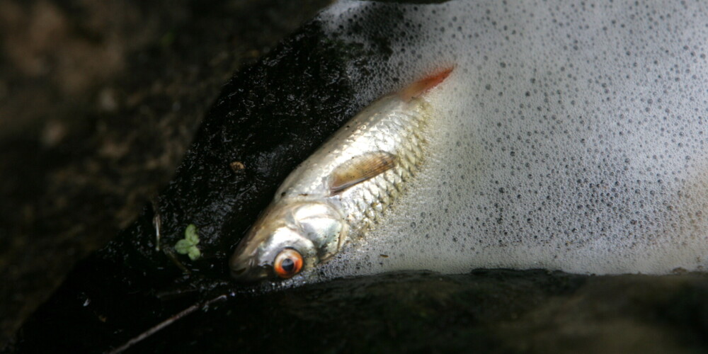 Страшное время - латвийское лето: в водоемах гибнут сотни рыб