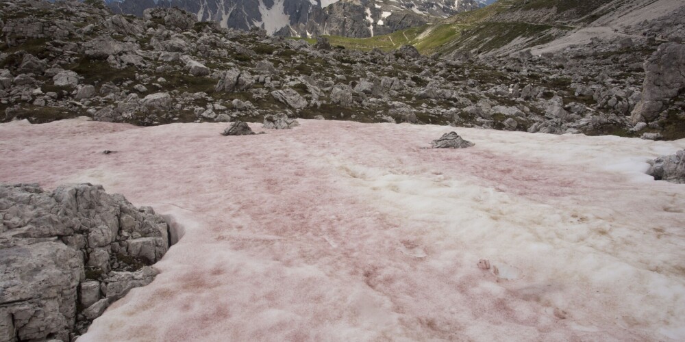 Arbūzu sniegs: kāpēc Alpos sniegs kļūst sarkans